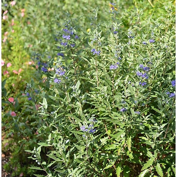 Bartblume First Blue 25-30cm - Caryopteris clandonensis günstig online kaufen