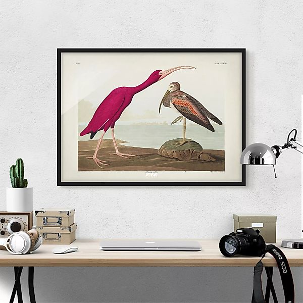 Bild mit Rahmen Tiere - Querformat Vintage Lehrtafel Roter Ibis günstig online kaufen