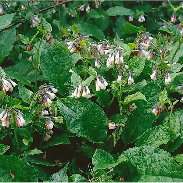 Symphytum Grandiflorum Hidcote Blue Kaukasus Beinwell Ca. 9x9 cm Topf günstig online kaufen