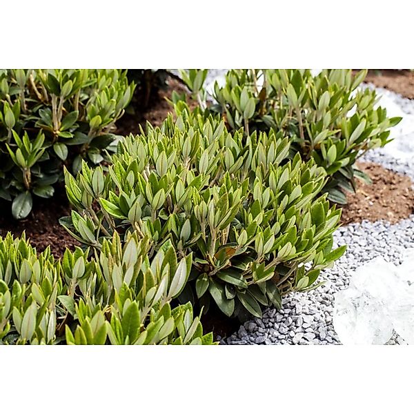 Rhododendron Taliense Honigduft Duftend 40–50 cm günstig online kaufen
