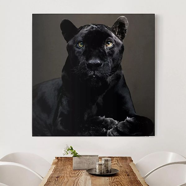 Leinwandbild - Quadrat Black Puma günstig online kaufen