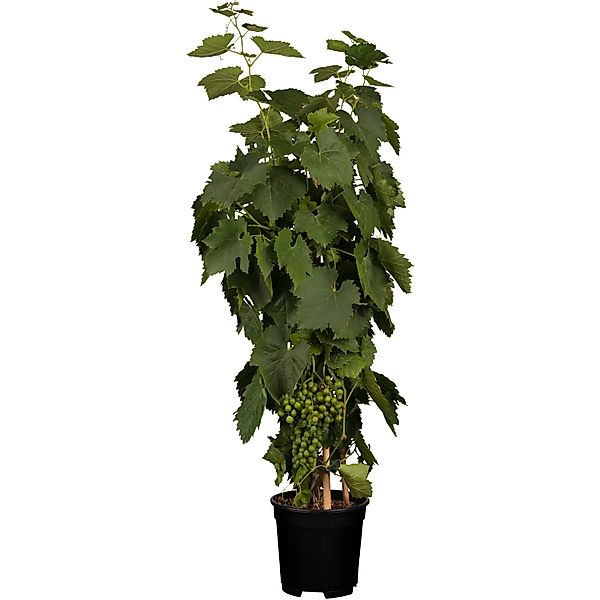 OBI Weinrebe Hellgelb Höhe ca. 20 - 30 cm Topf ca. 3, Vitis günstig online kaufen