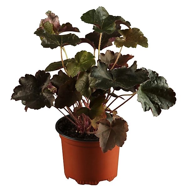 Purpurglöckchen Splendens Rot Topf-Ø ca. 9 cm x 9 cm Heuchera günstig online kaufen