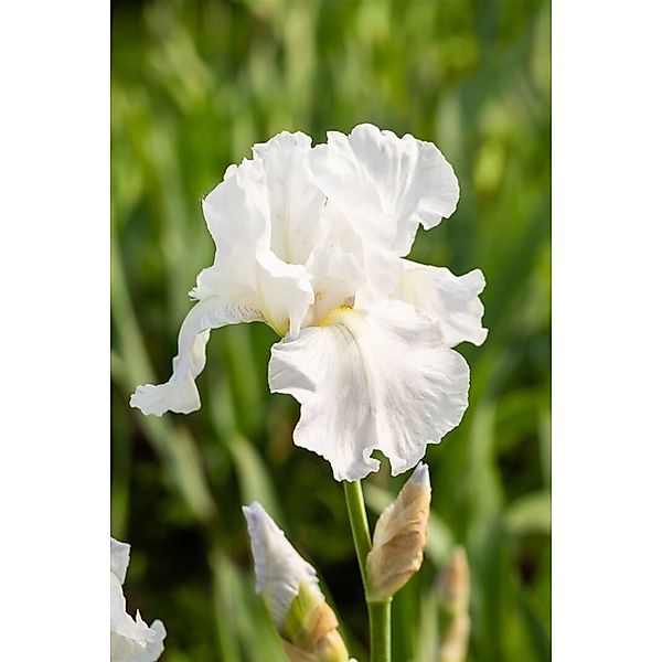 Iris X Barb.-Elat.'Immortality' Schwertlilie Ca. 11x11 cm Topf günstig online kaufen