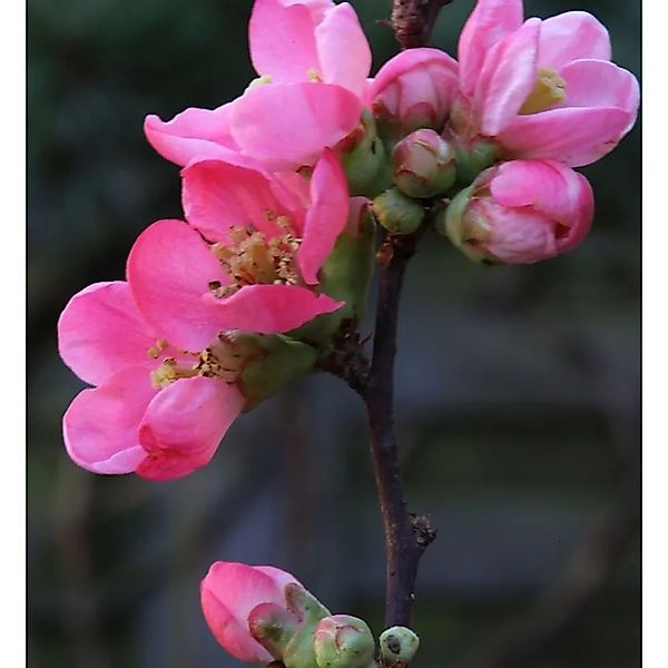 Zierquitte Pink Lady 30-40cm - Chaenomeles günstig online kaufen