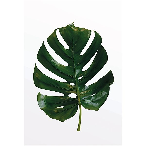 Komar Bild Monstera Leaf, Blätter, Pflanzen günstig online kaufen