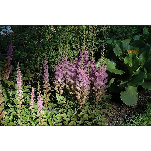 Astilbe Chin.var.taquetii Superba Prachtspiere Ca. 9x9 cm Topf günstig online kaufen