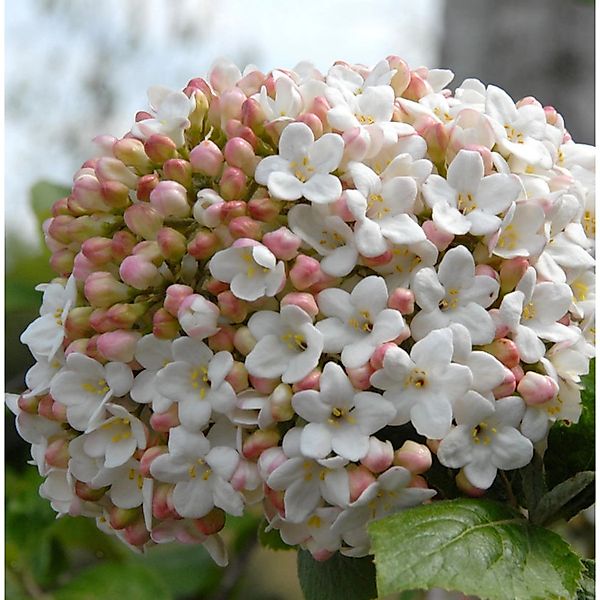 Großblumiger Duft Schneeball 80-100cm - Viburnum carlcephalum günstig online kaufen