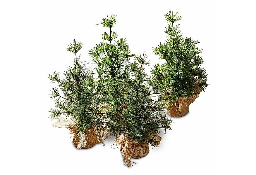 Mirabeau Weihnachtsfigur Deko-Baum 4er Set Millies grün/braun (4er Set, 4er günstig online kaufen