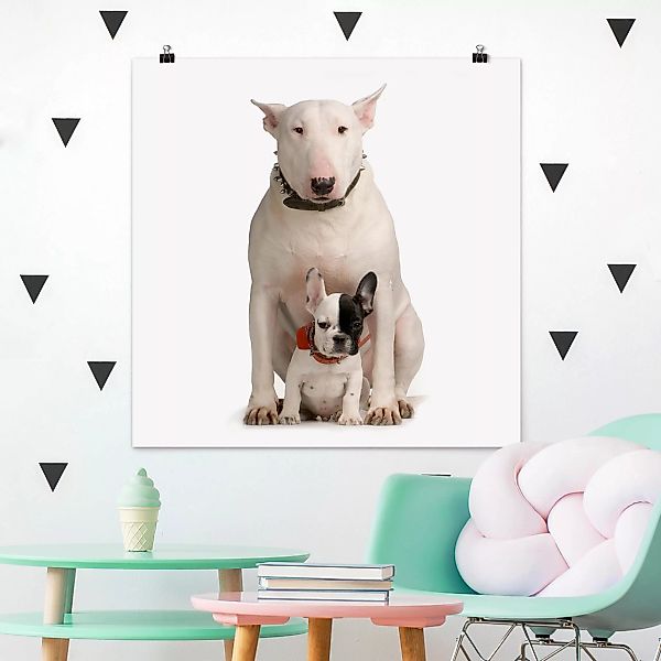 Poster - Quadrat Bull Terrier and friend günstig online kaufen