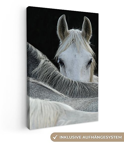 OneMillionCanvasses® Leinwandbild Pferde - Tiere - günstig online kaufen