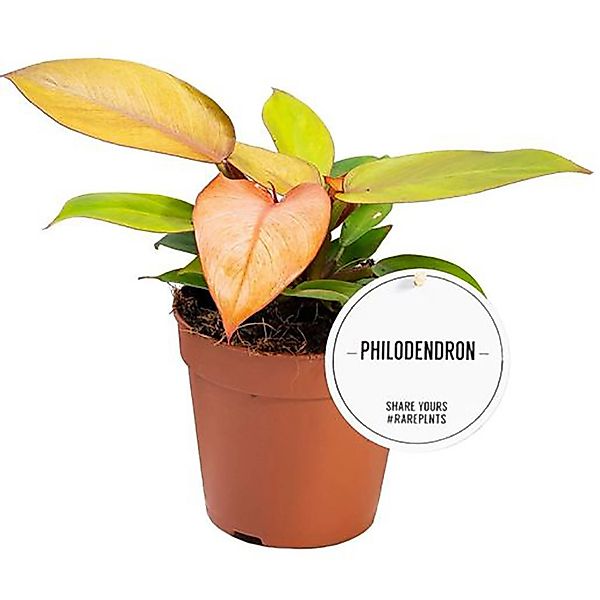 GROW Baumfreund Prince Orange Höhe ca. 10 cm Topf-Ø ca. 12 cm Philodendron günstig online kaufen