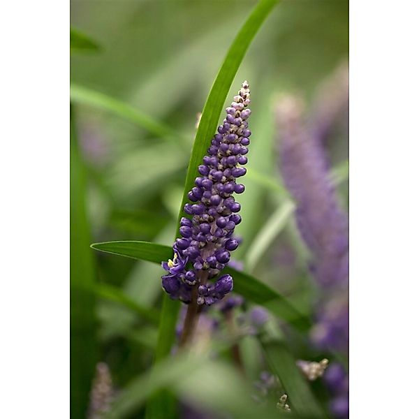 Liriope Muscari Lilientraube Ca. 9x9 cm Topf günstig online kaufen