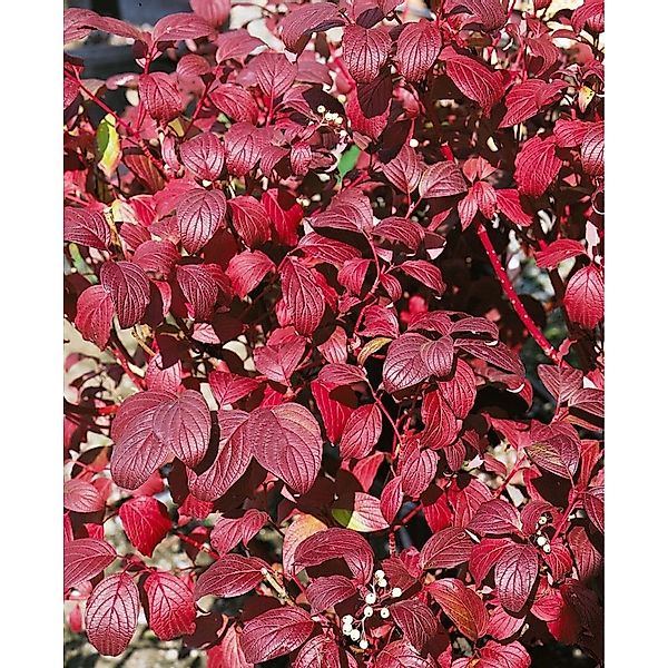 Cornus Alba Baton Rouge Hartriegel Leuchtend Rot 60–100 cm günstig online kaufen