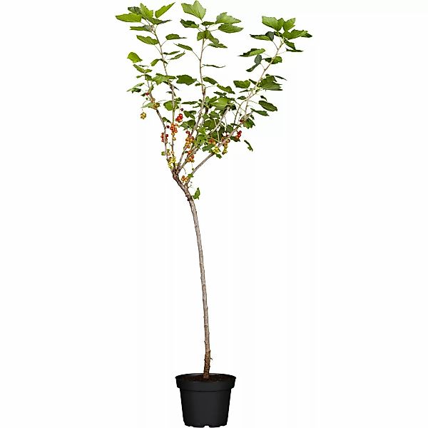 GROW by OBI Bio Johannisbeere Fußstamm Rot Ribes rubrum günstig online kaufen