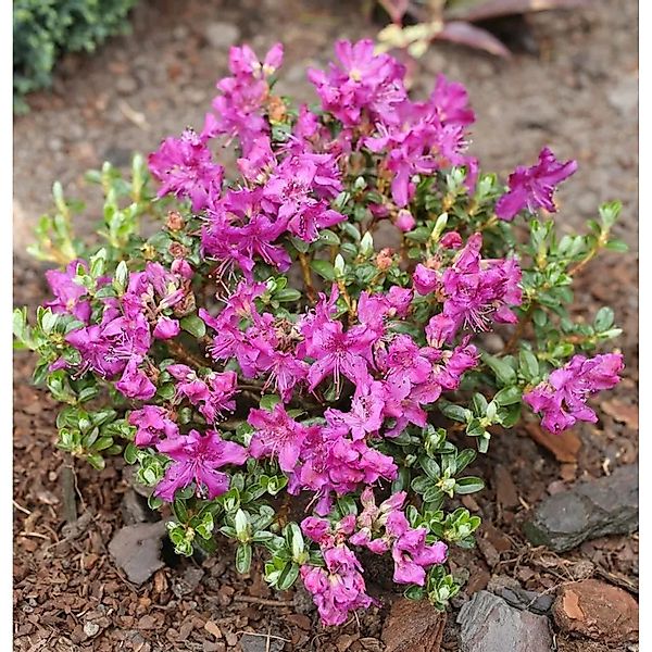 Kriech und Zwerg Rhododendron Select 10-15cm - Rhododendron radistrotum günstig online kaufen