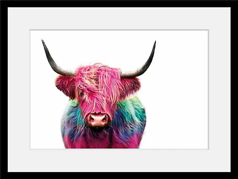 queence Bild »Yak« Foto   Kuh   Kuhbilder   Kunst HD Premium Poster-Druck i günstig online kaufen