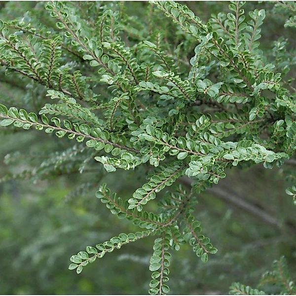 Hochstamm Zwerg Ulme Seiju 50-60cm - Ulmus parvifolia günstig online kaufen