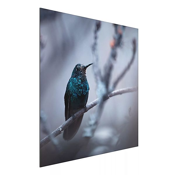 Alu-Dibond Bild Tiere - Quadrat Kolibri im Winter günstig online kaufen