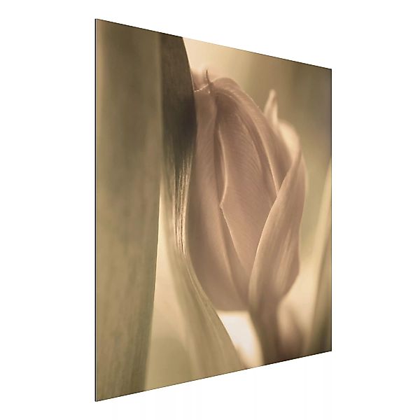 Alu-Dibond Bild Blumen - Quadrat Zarte Tulpen günstig online kaufen