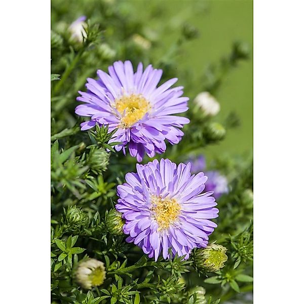 Aster Dumosus Prof.anton Kippenberg Kissenaster Ca. 9x9 cm Topf günstig online kaufen