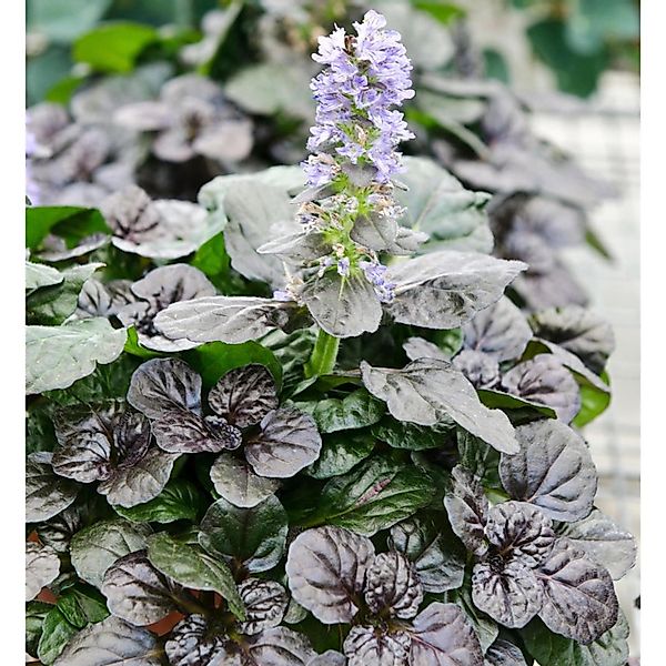 Günsel Chocolate Black Scallop - Ajuga reptans günstig online kaufen