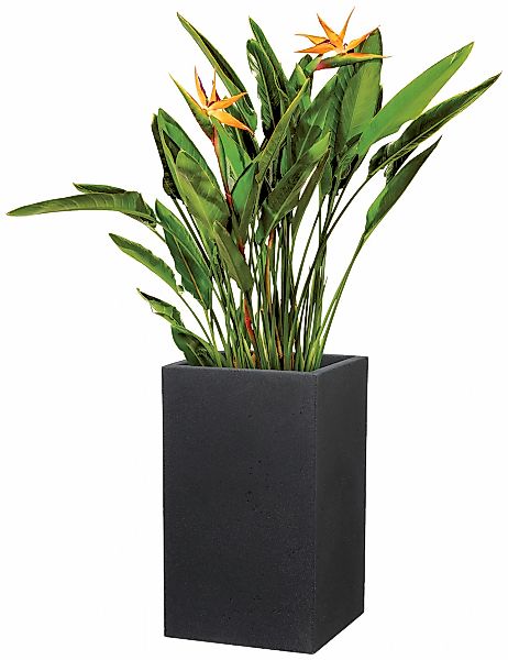 Scheurich Blumentopf "70/240 C-CUBE HIGH" günstig online kaufen