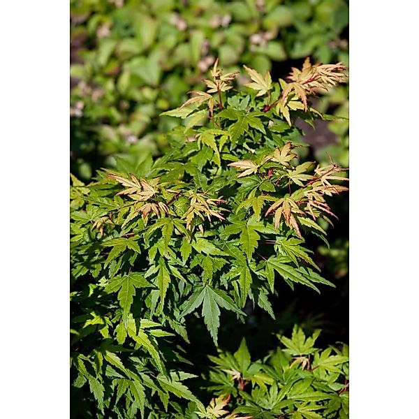 Acer Palmatum Seiun Kaku Japanischer Ahorn 60–80 cm günstig online kaufen
