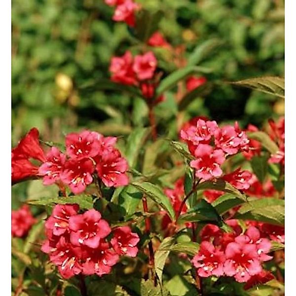 Weigelie Eva Rathke 100-125cm - Weigela günstig online kaufen