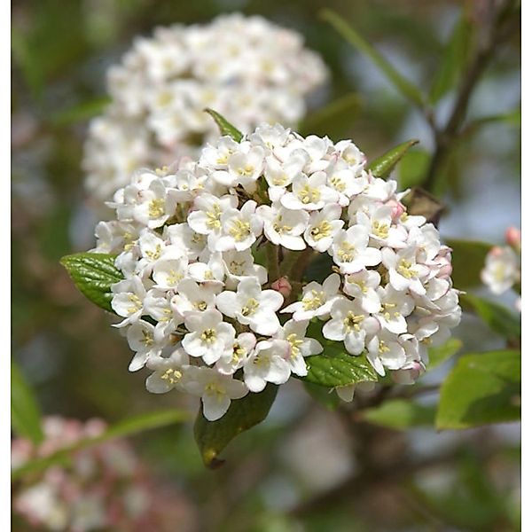 Osterschneeball 80-100cm - Viburnum burkwoodii günstig online kaufen