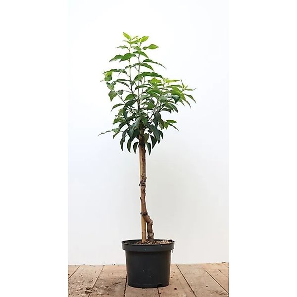 Prunus,usitanica 'Angustifolia' 40 cm Stammhöhe günstig online kaufen