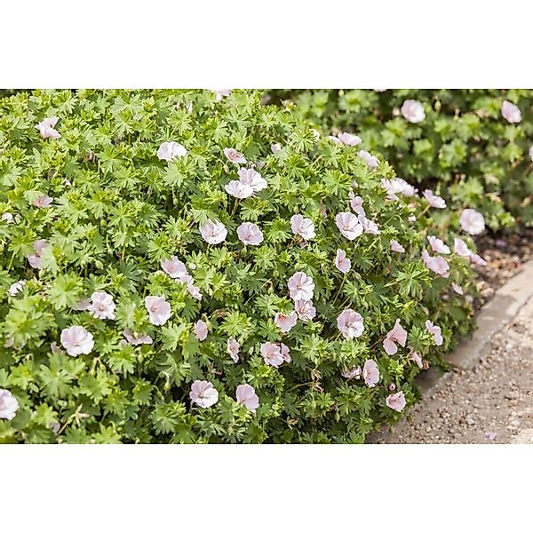 Geranium Sanguineum Blutstorchschnabel V.striatum Apfelblüte Ca. 9x9 cm Top günstig online kaufen