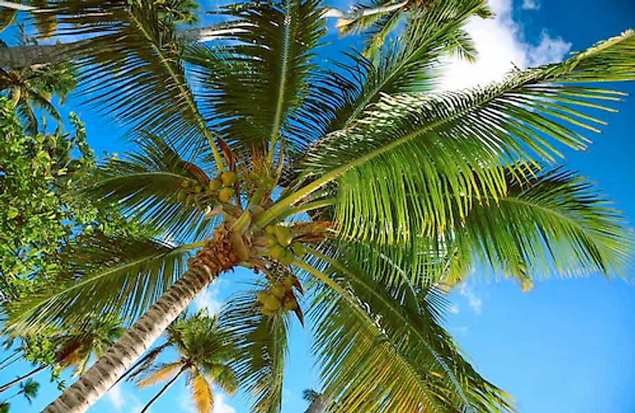 Papermoon Fototapete »PALMEN-NATUR BÄUME DSCHUNGEL PFLANZEN STRAND PALME ME günstig online kaufen