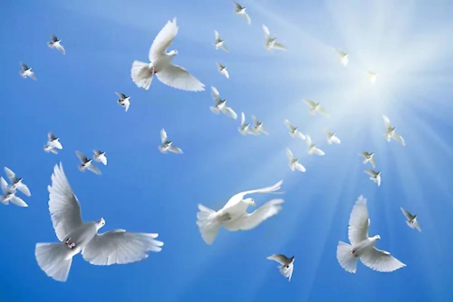 Papermoon Fototapete »White Doves« günstig online kaufen