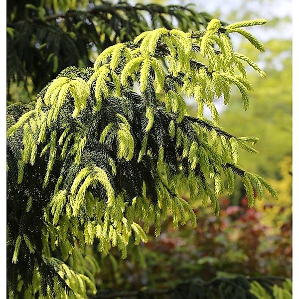 Kaukasus Fichte Aurea 100-125cm - Picea Orientalis günstig online kaufen