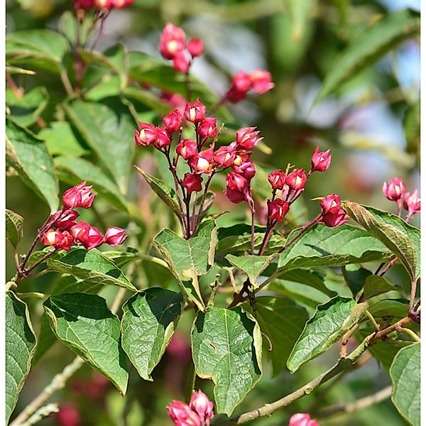 Harlekin Losbaum 60-80cm - Clerodendrum trichotomum günstig online kaufen