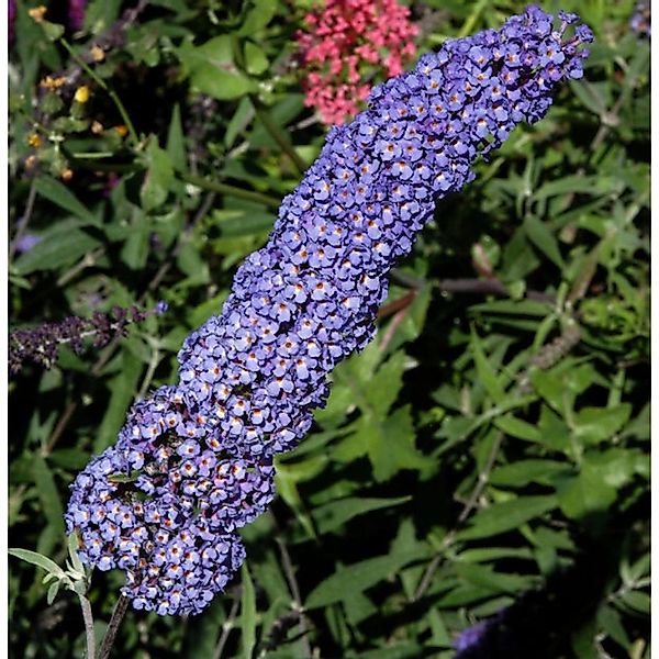 Sommerflieder Nanho Blue 100-125cm - Buddleja günstig online kaufen