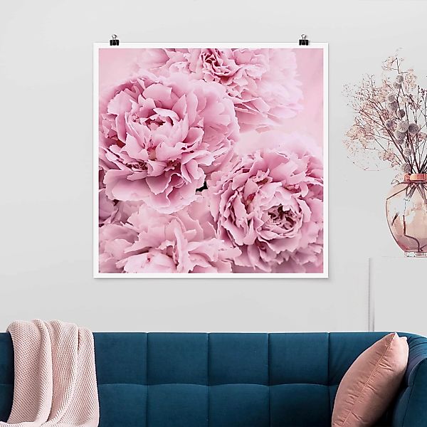 Poster - Quadrat Rosa Pfingstrosen günstig online kaufen