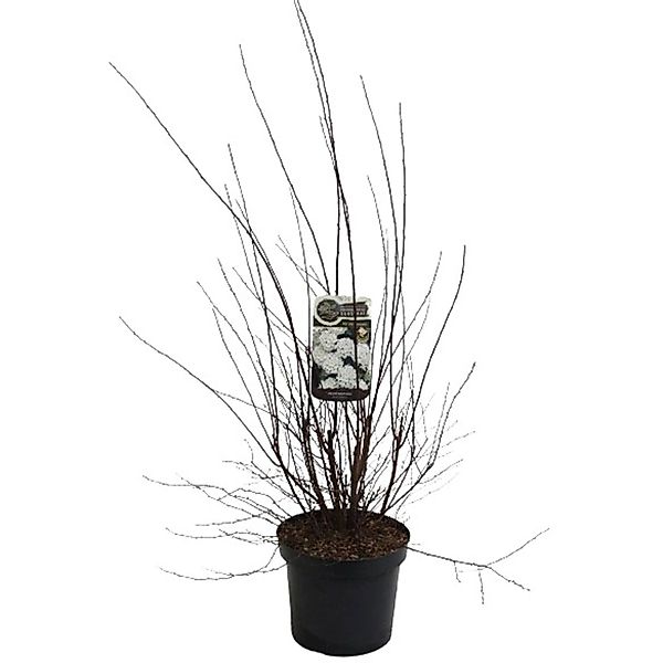 GROW by OBI Prachtspiere Weiß Höhe ca. 80 - 100 cm Topf ca. 3,5, Spiraea günstig online kaufen