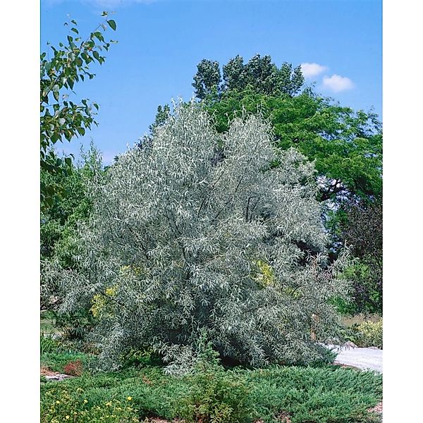 Elaeagnus Angustifolia Schmalblättrige Ölweide 100–150 cm günstig online kaufen