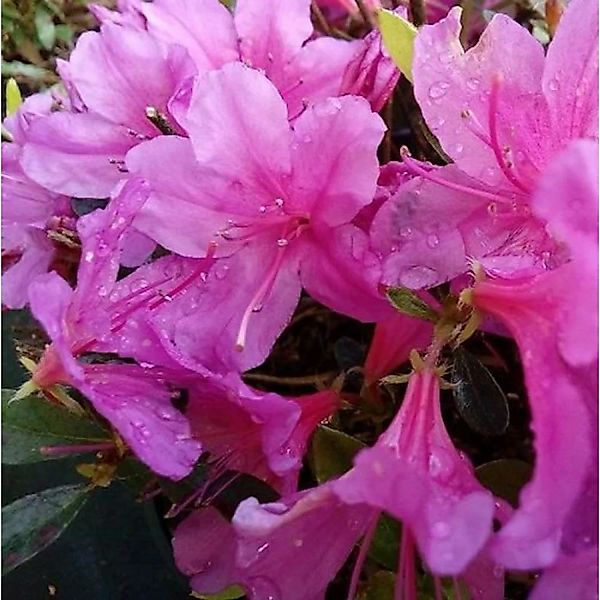 Kriechende Immergrüne Zwerg Azalee Iguazu 30-40cm - Rhododendron nakaharai günstig online kaufen
