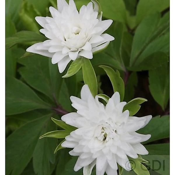 Buschwindröschen Blue Eyes - Anemone nemorosa günstig online kaufen