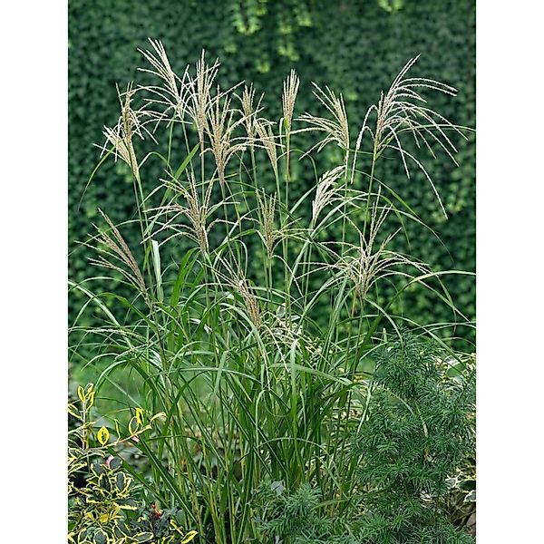 Miscanthus Sinensis Silberfeder Chinaschilf Ca. 11x11 cm Topf günstig online kaufen