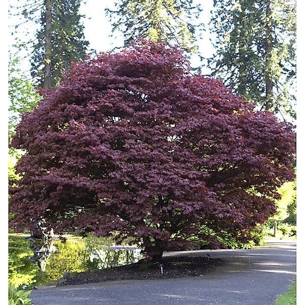 Roter Fächerahorn 100-125cm - Acer palmatum Atropurpureum günstig online kaufen