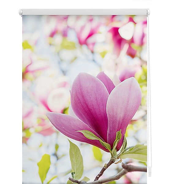 Seitenzugrollo Klemmfix Motiv Magnolie, LICHTBLICK ORIGINAL, günstig online kaufen
