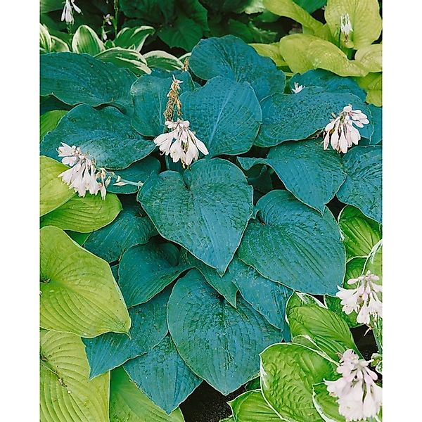 Hosta Sieboldiana Blue Angel Blaublattfunkie Ca. 13 cm Topf günstig online kaufen
