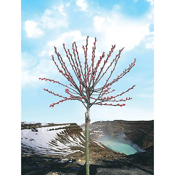 OBI Riesen-Salweide Mount Aso Rosa Höhe ca. 80 cm Topf ca. 5 l Salix günstig online kaufen