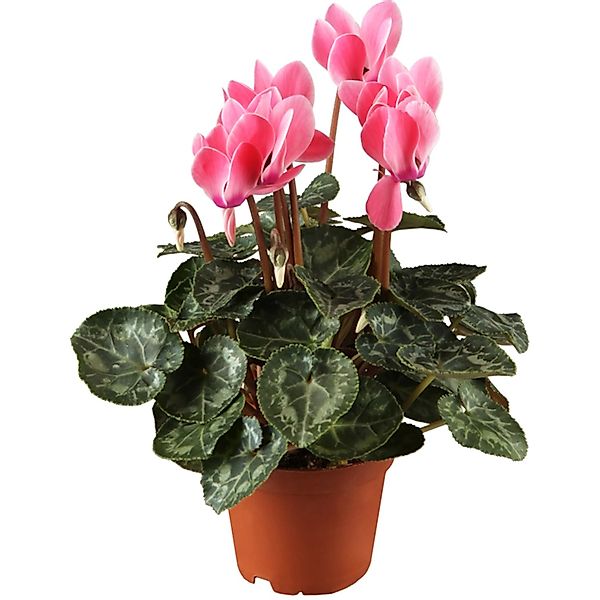 Alpenveilchen Rosa Topf-Ø ca. 11 cm Cyclamen persicum günstig online kaufen