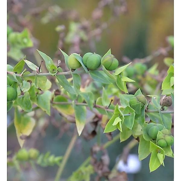 Kreuzblättrige Wolfsmilch - Euphorbia,athyris günstig online kaufen