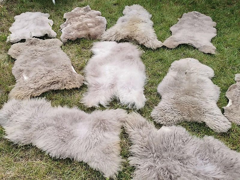 Provellus Fellteppich Echte Öko Schaffelle Lammfell günstig online kaufen